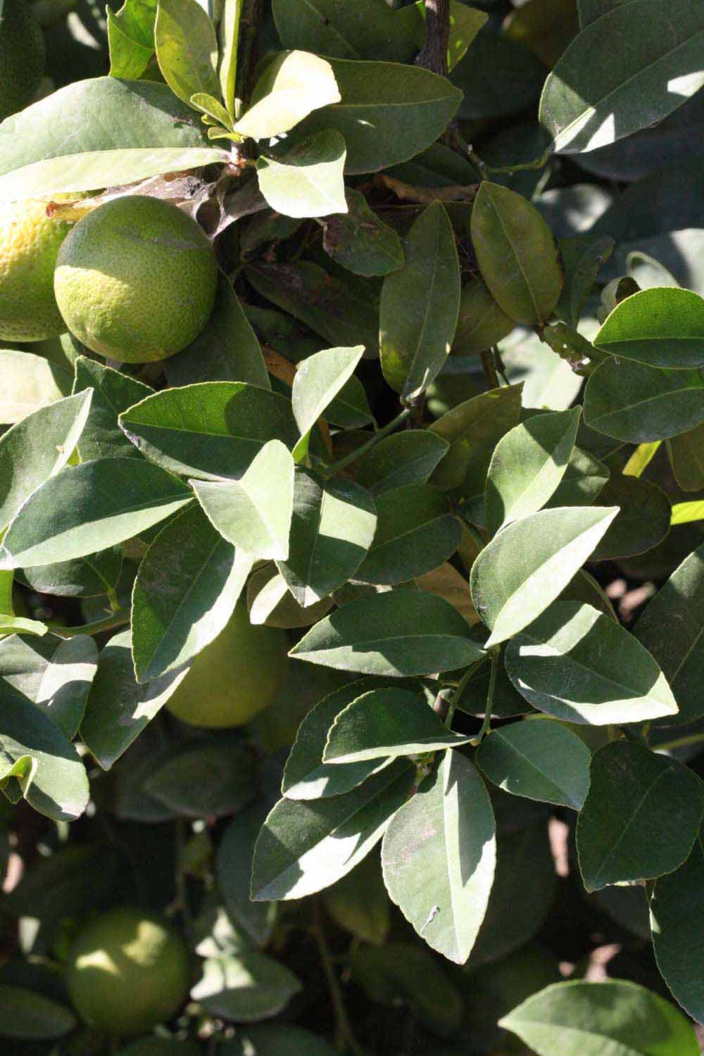              Sun leaves (Riverside, CA)       